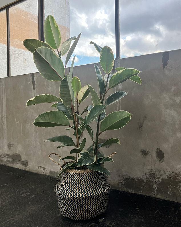 Ficus lyrata
